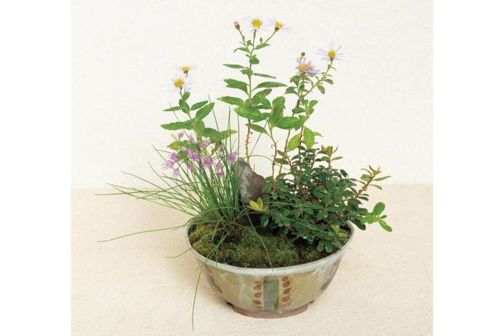 紅葉や実つきも楽しめる【和モダン鉢植え】3例。秋〜冬のお世話ポイントも紹介