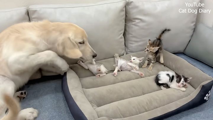 子猫達が気になる犬