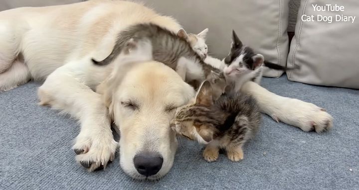犬と仲良くなった子猫達