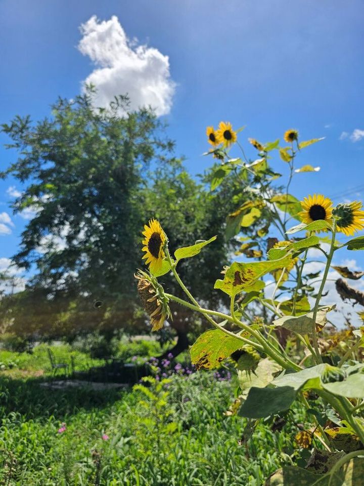花