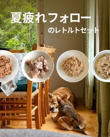 愛犬の疲れた体を労わる「POCHI 夏バテフォローのレトルトセット」発売！