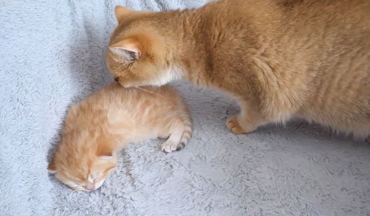 子猫を優しく舐める猫
