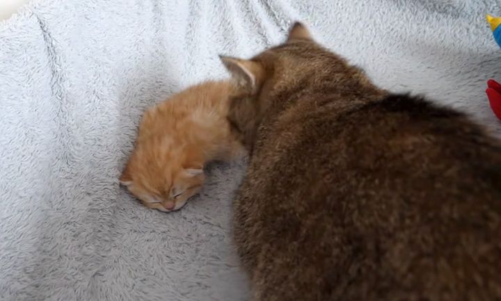 子猫の様子をうかがう猫