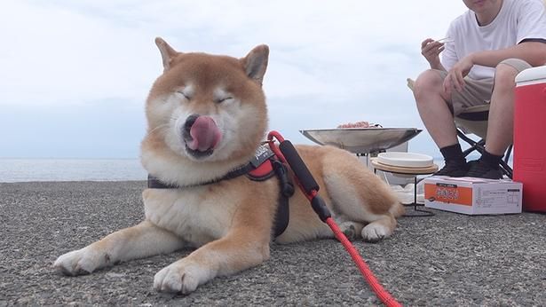 お肉が焼けるのを待つはちくん