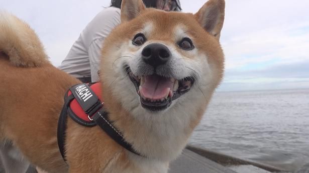 初めての車中泊に大満足のはちくん