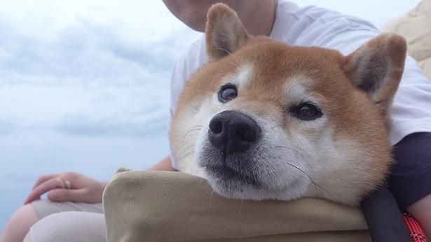 気持ちよさそうなはちくん