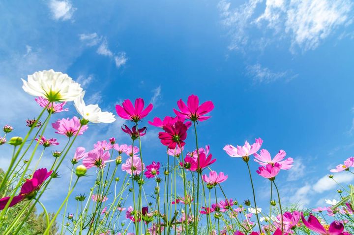 庭 人気運 上がる ピンクの花