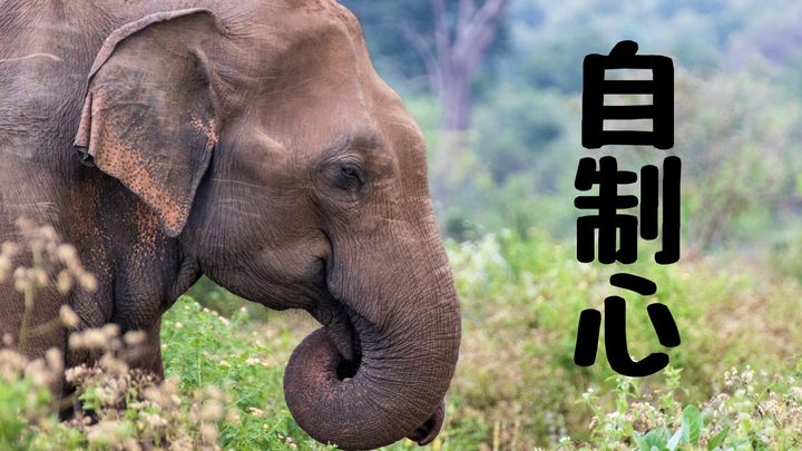 ゾウが実験で見せた「自制心」は一部の人間よりも優れているかもしれない