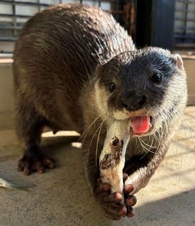 【埼玉県宮代町】東武動物公園×アイダ設計45周年コラボイベント！コツミくんとコツメカワウソが共演
