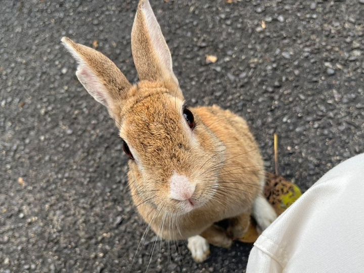 観光にぴったり！まさに「楽園」な無人島