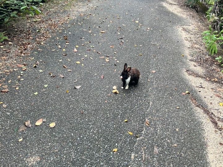 「うさぎ島」で癒やしの時間を満喫