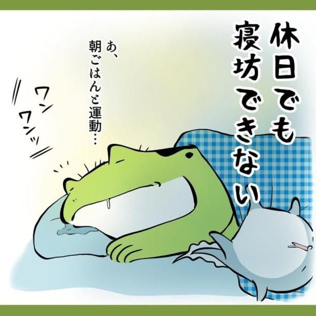 子どもも柴犬も、朝が早い。 ユウコトリトリ(@yuko_toritori)