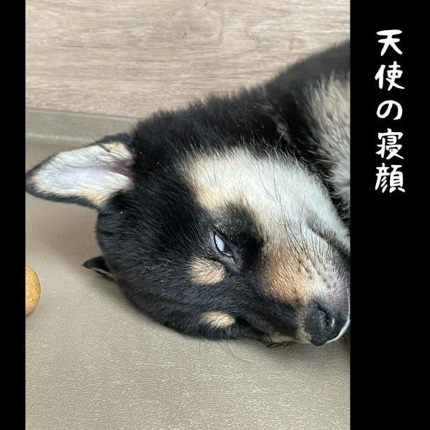 子どもも柴犬も、朝が早い。