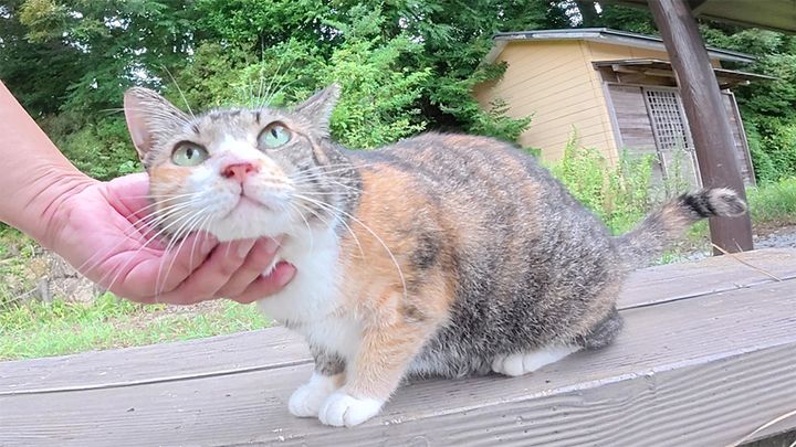 ナデナデされる猫
