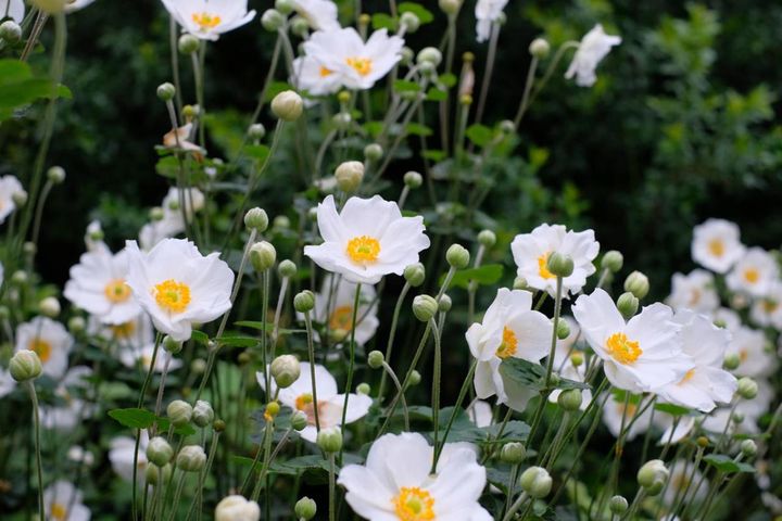 秋の日陰でも花は楽しめる！植えっぱなしOKの宿根草・球根＋一年草など草花8選と育て方の注意点
