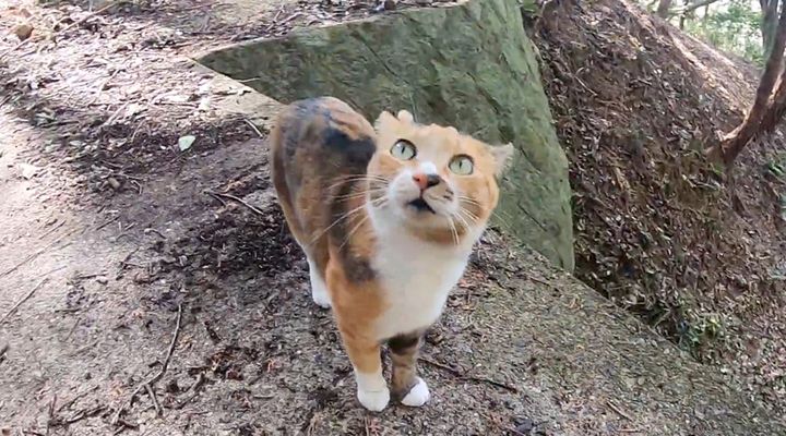 山を散歩する猫
