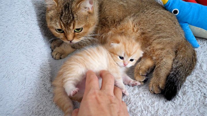お腹をくすぐられた子猫