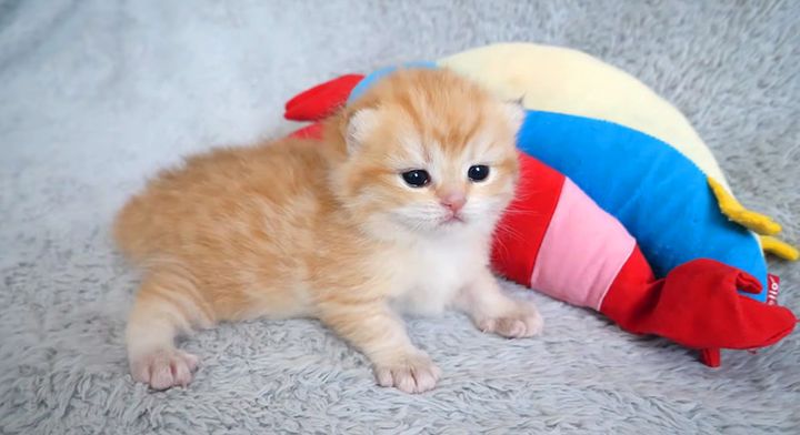 可愛い子猫