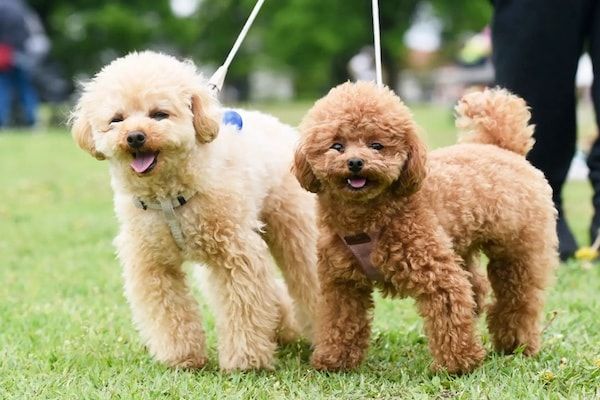 愛犬と楽しむドッグイベント「ワンタイムマルシェ」、2026年秋冬4か月に全12回開催！会場は埼玉・大阪・静岡
