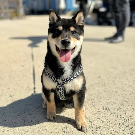 愛犬と楽しむドッグイベント「ワンタイムマルシェ」、2026年秋冬4か月に全12回開催！会場は埼玉・大阪・静岡