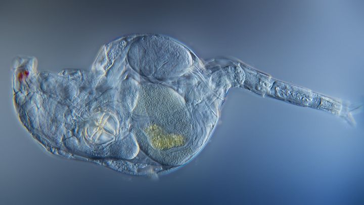 オスなしで増える微小動物ヒルガタワムシ、染色体の修復を世代を超えて行っていた