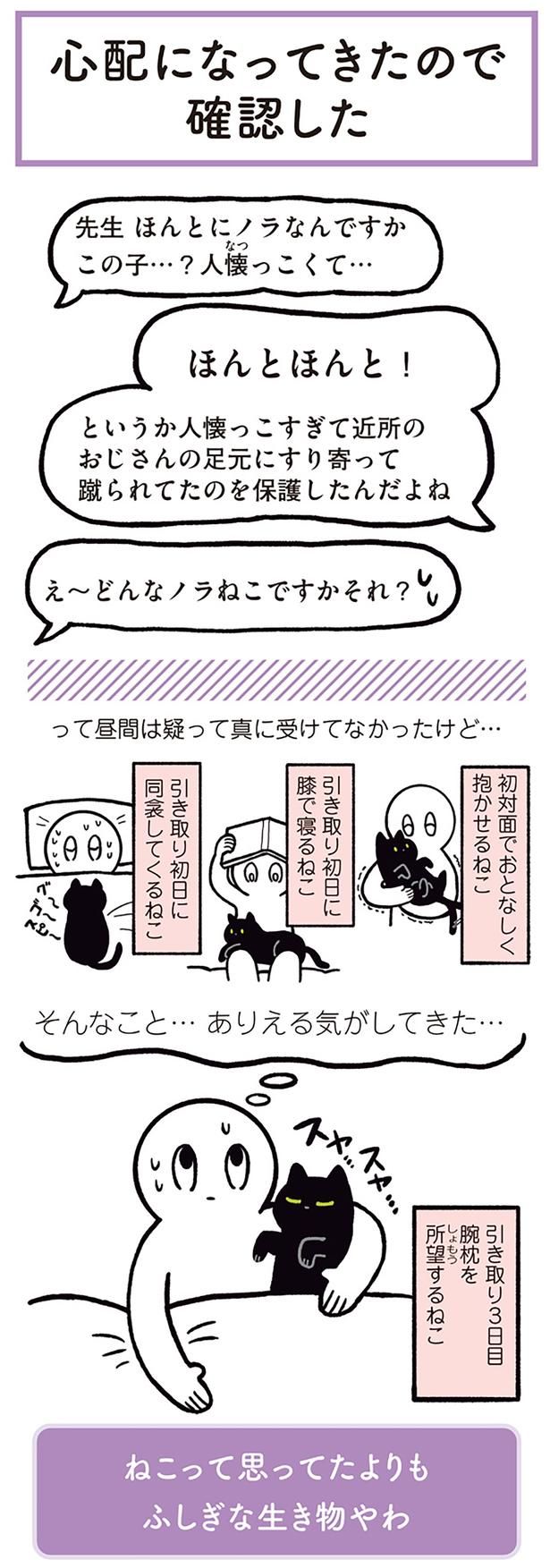 先生 ほんとにノラなんですかこの子…？ （C）AKR／KADOKAWA