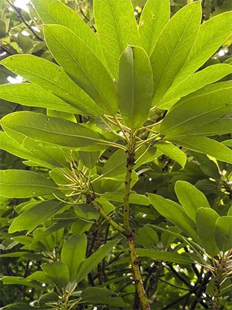 福岡の畑で育てた植物を使って国産原料のお香を！「香りの地産地消」プロジェクト始動