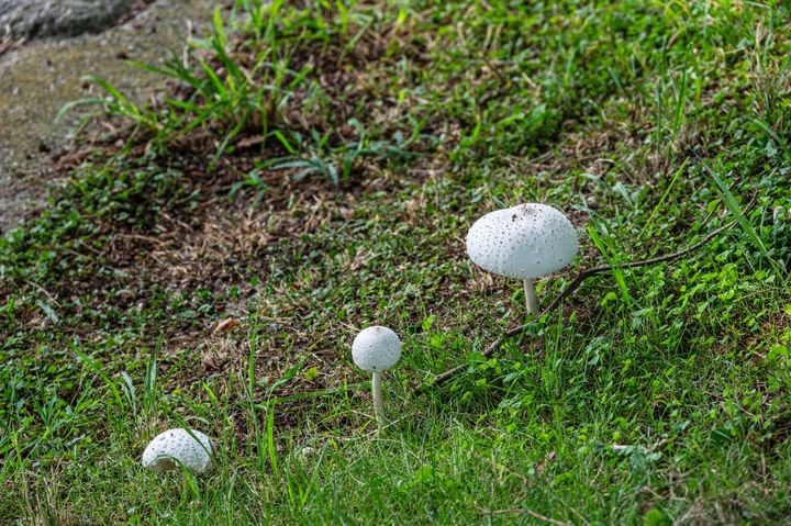 公園でよく見る白いキノコの正体とは？（画像はイメージ）