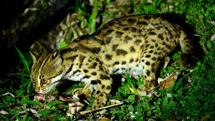 絶滅寸前の「対馬のヤマネコ」に前例のない半分の尻尾――イエネコの痕跡はみつからず