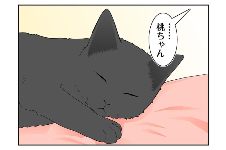 【マンガ・老猫日誌＃120】もう桃はどこにも行かせないと誓った日〜思い出の老猫日誌・桃姐と小論