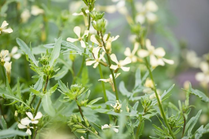 花にも風味がある