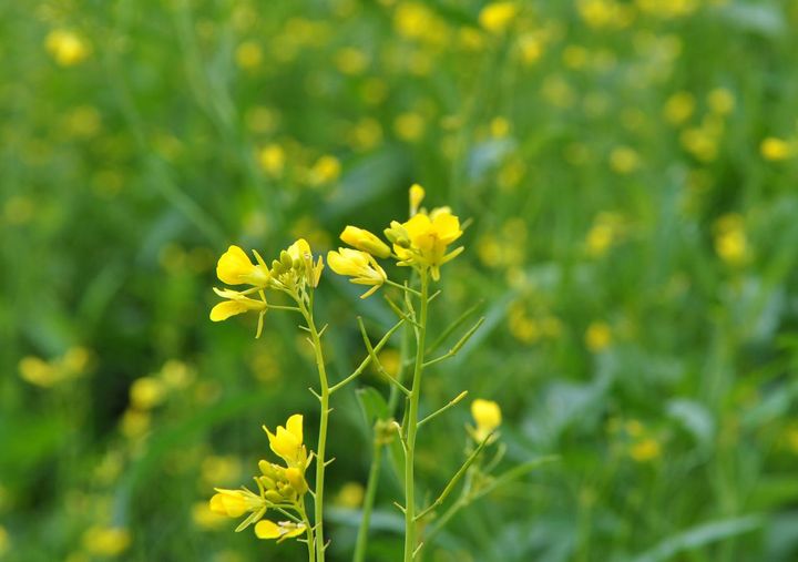 アブラナ科の特徴的な花