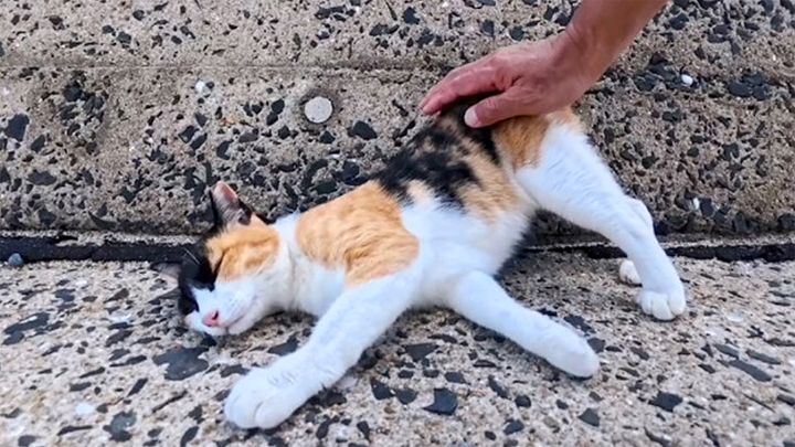 ナデナデ好きの三毛猫