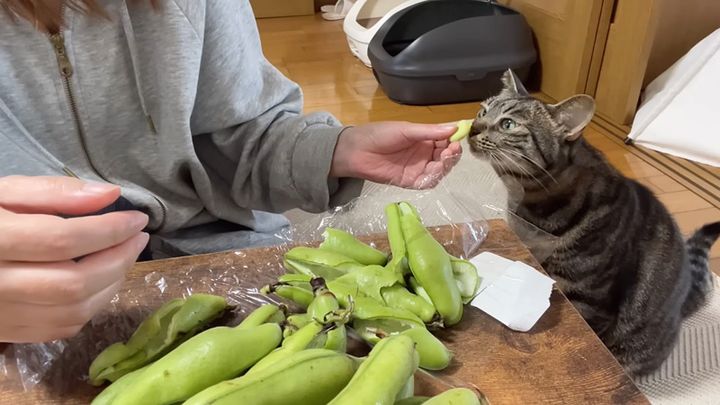 そら豆が気になってしょうがない猫
