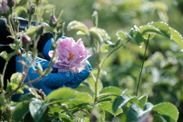 ぶどうの森からヴィンテージジン「薔薇詩」発売。手摘みのダマスクローズ20輪を凝縮
