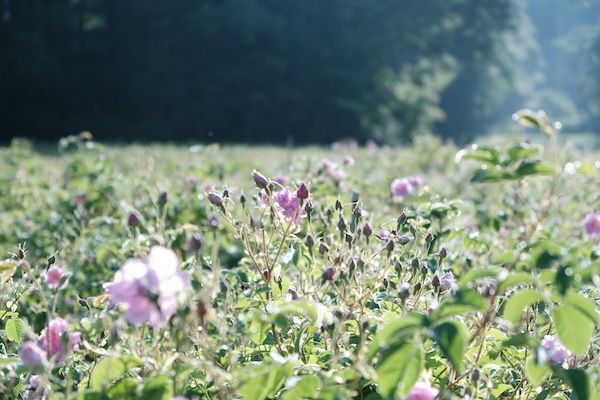 ぶどうの森からヴィンテージジン「薔薇詩」発売。手摘みのダマスクローズ20輪を凝縮