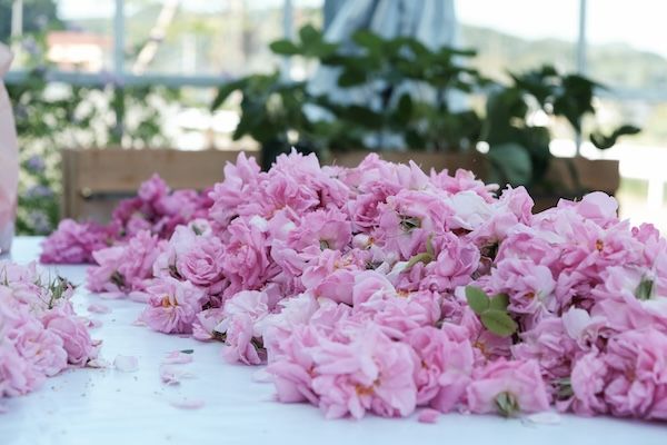 ぶどうの森からヴィンテージジン「薔薇詩」発売。手摘みのダマスクローズ20輪を凝縮