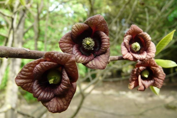 ポポーの花