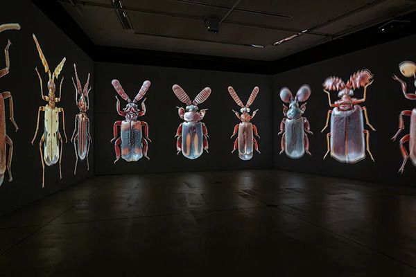 【神奈川県鎌倉市】2027年、養老孟司氏と巡る鎌倉虫散歩「ムシヨロズ展」開催！現在クラファン実施中