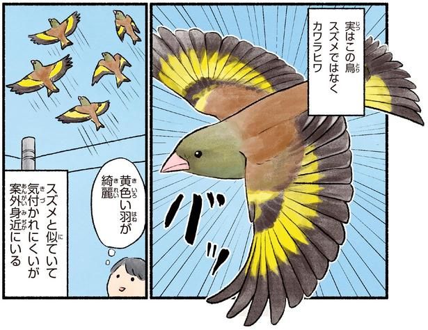 黄色い羽が綺麗 （C）piro piro piccolo／KADOKAWA