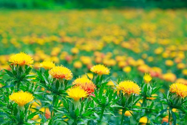 最上紅花と狭山和紅茶のクラフトティー「めぐる」登場！巡りを整える新しい一杯