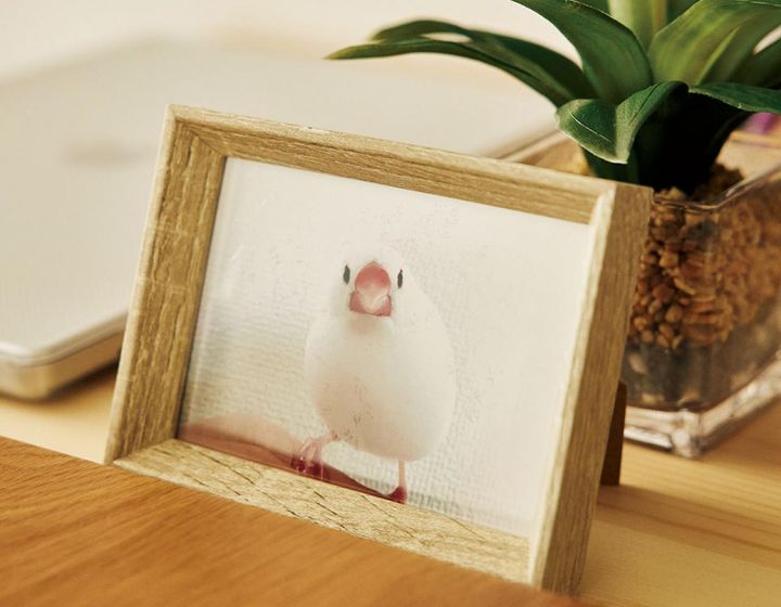 先代の文鳥・コルの写真がリビングとベッドサイドに。現在は、はる（春）、ふう( 風）、めい（芽生）の3 羽と暮らす日々。「鳥はデリケートな性格で専門医も少ないので、飼うのは大変。飼うからには覚悟と責任を持って。生き物なのでかわいいという気持ちだけでは不幸にしてしまいます」