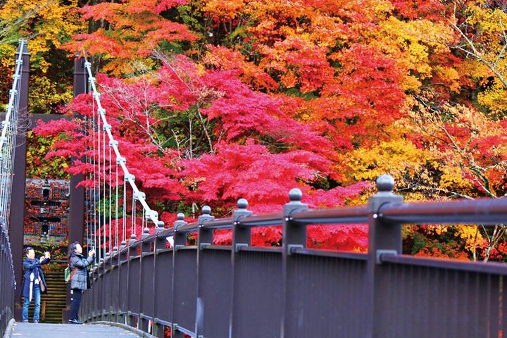 紅の吊橋の紅葉