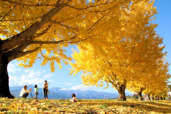 まだ知らない日本の村と出会えるイベント「日本で最も美しい村まつり」東京ポートシティ竹芝で開催