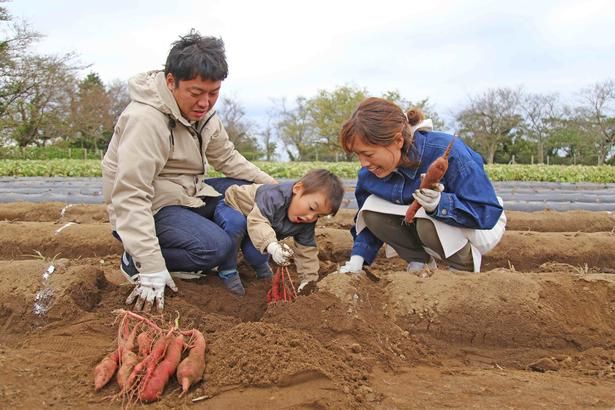 季節限定の「さつまいも堀り」で自然の恵み満喫！