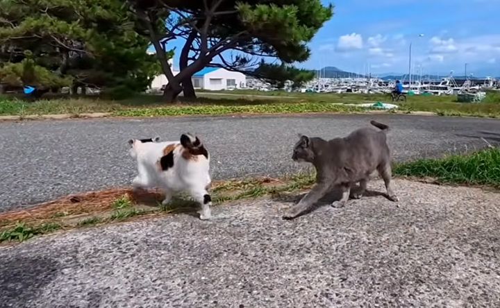 他の猫達に冷たくされた猫