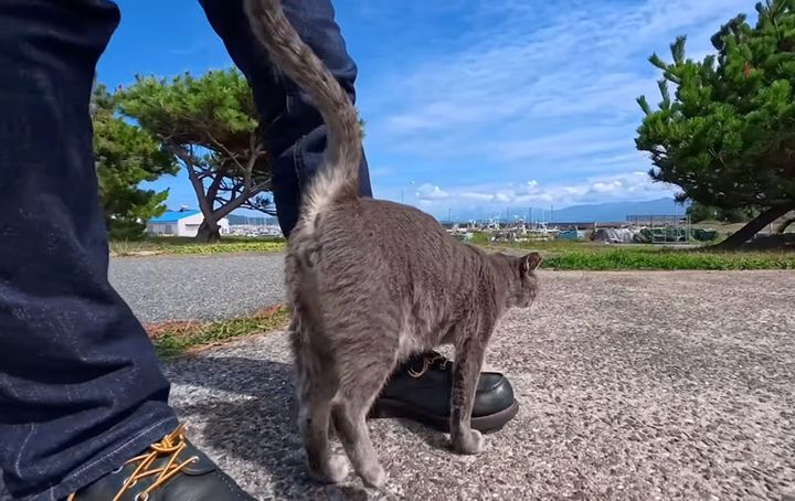 人間の足に擦り寄る猫