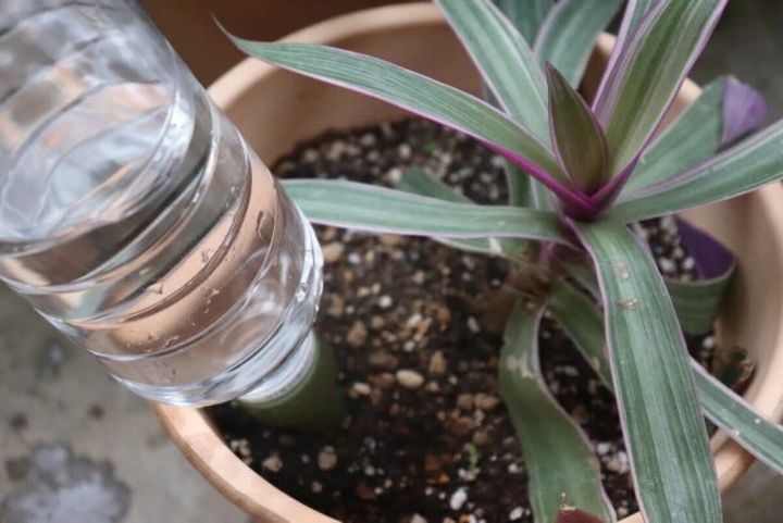鉢植えの植物の土に挿されたペットボトル給水キャップ