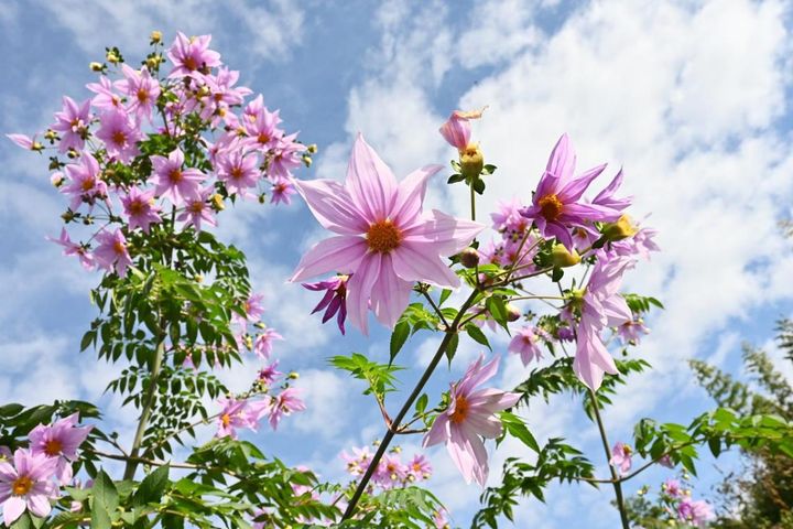 【皇帝ダリア】の育て方。晩秋に大きく育って美しい花が楽しめる多年草