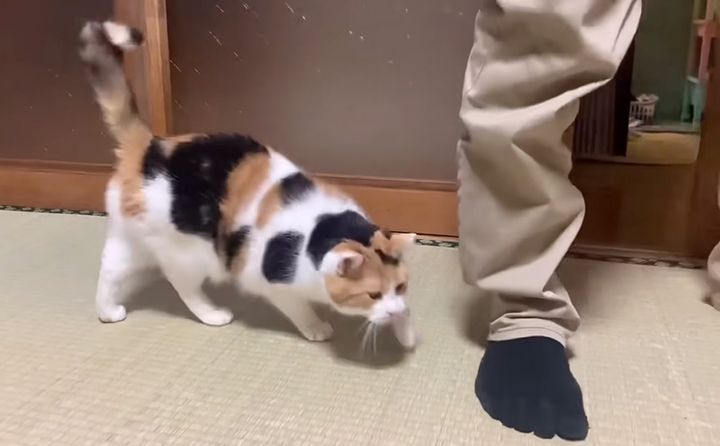 人が来ると嬉しそうにする猫